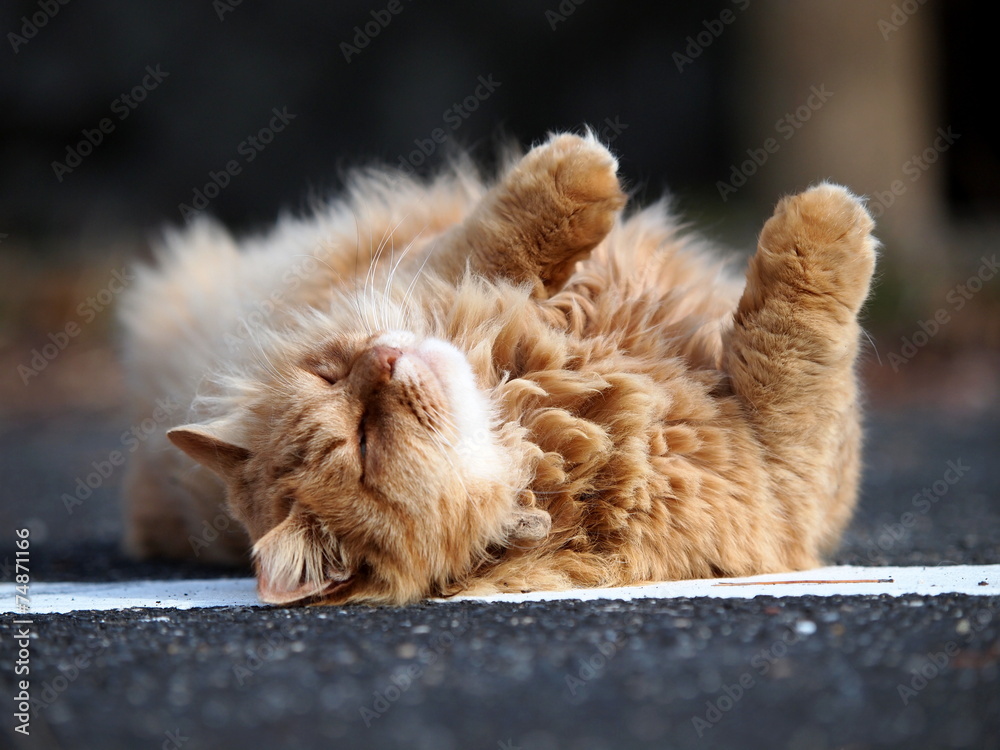 ゴロゴロ転がる猫 Stock Photo Adobe Stock ゴロゴロ転がる猫 Stock Photo Adobe Stock