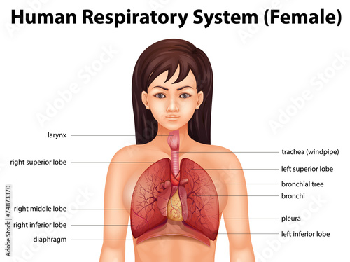 Human respiratory system
