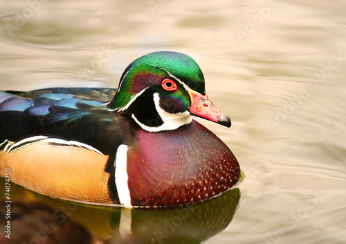 Photography Wood duck Male Carolina duck  ducks Aix sponsa
