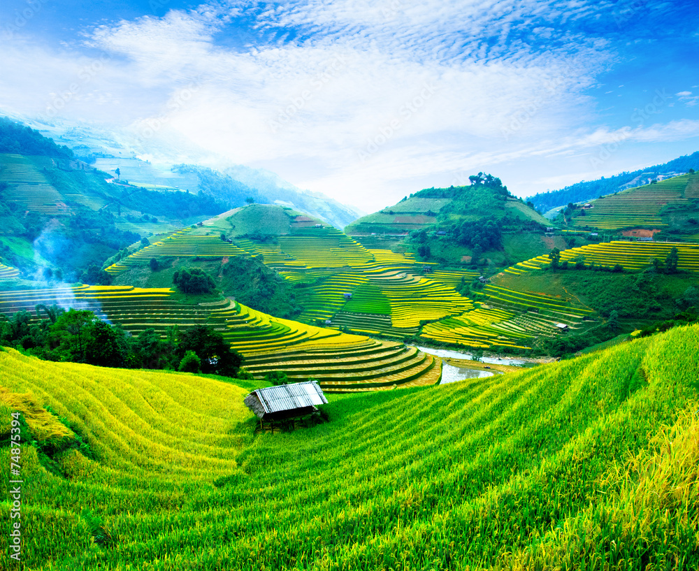 Fototapeta premium Rice fields on terraces in vietnam