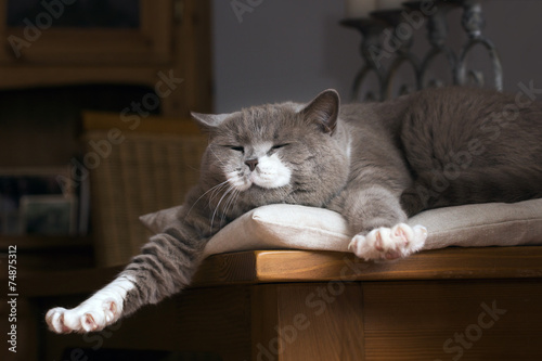 British Kurzhaar Katze erwacht auf dem Tisch