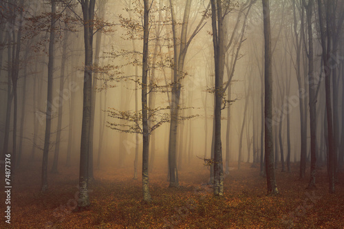 Fairytale forest with misty atmosphere