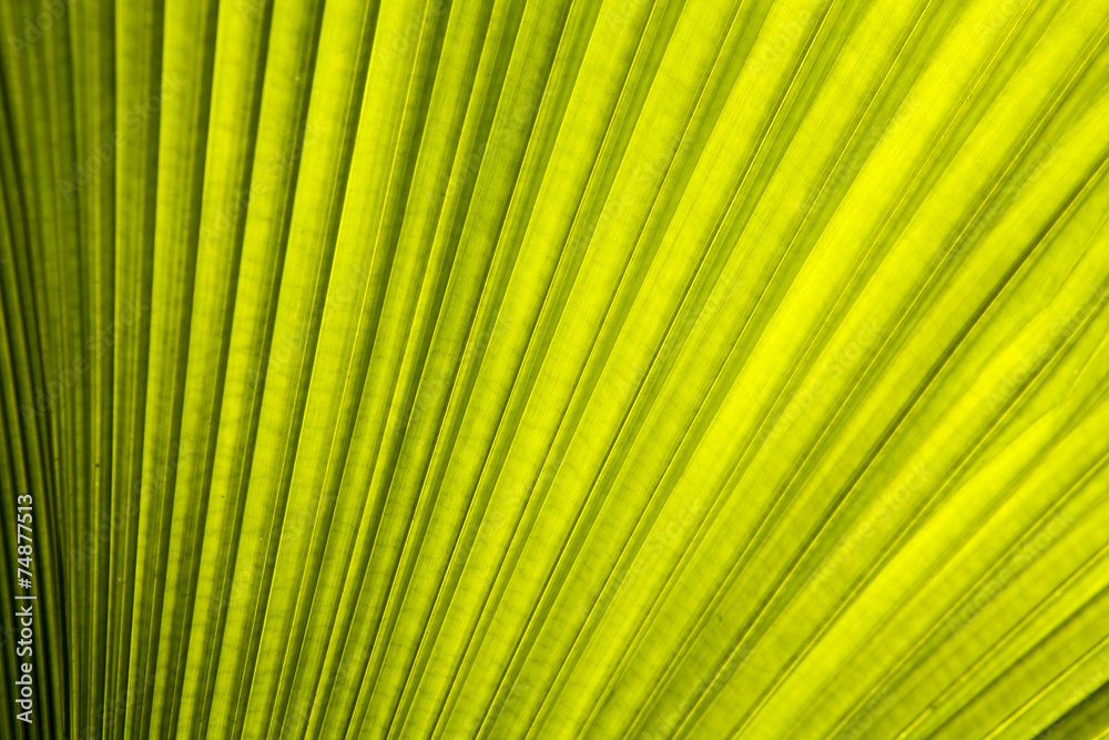 Palm Leaf Palm Leaf
