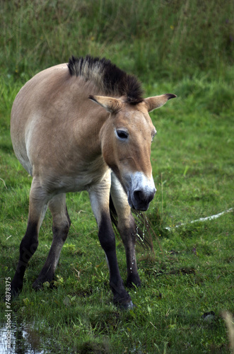 Przewalski Pferd © annabell2012