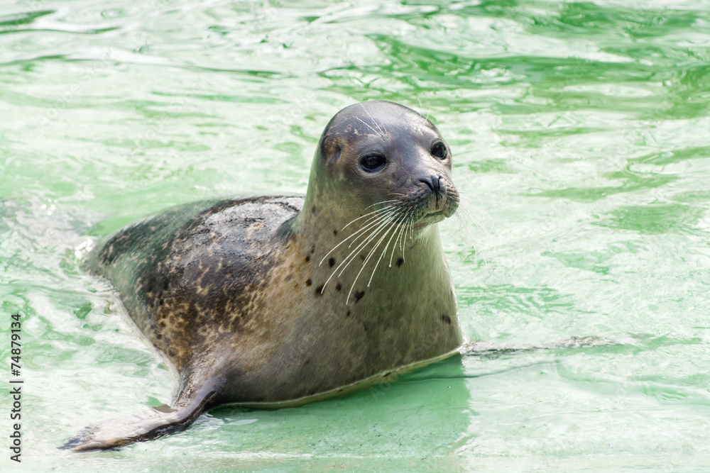 Obraz premium Harbor seal (Phoca vitulina)