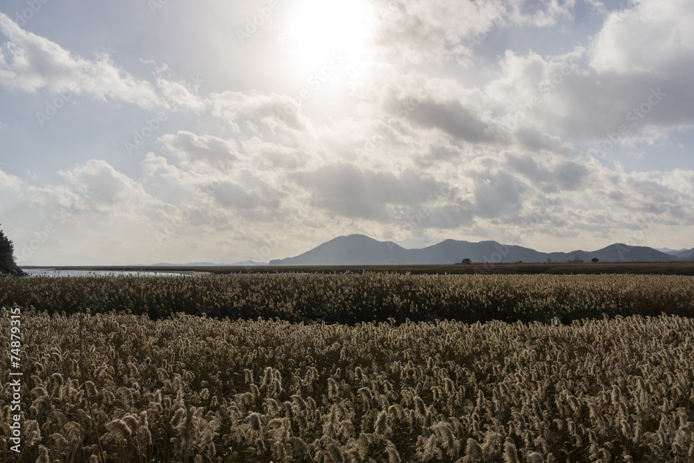 Wild reeds in Suncheon bay