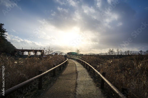 A small walkway through the wetlands.