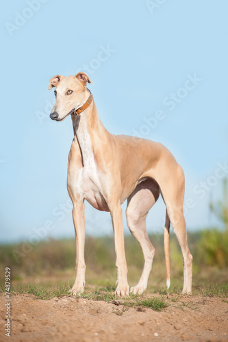 Greyhound standing on the top of the hill