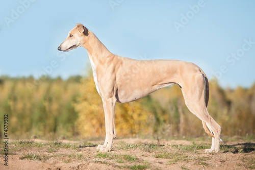 Leinwand Poster Greyhound
