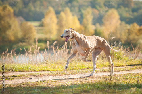 Greyhound dog running in autumn