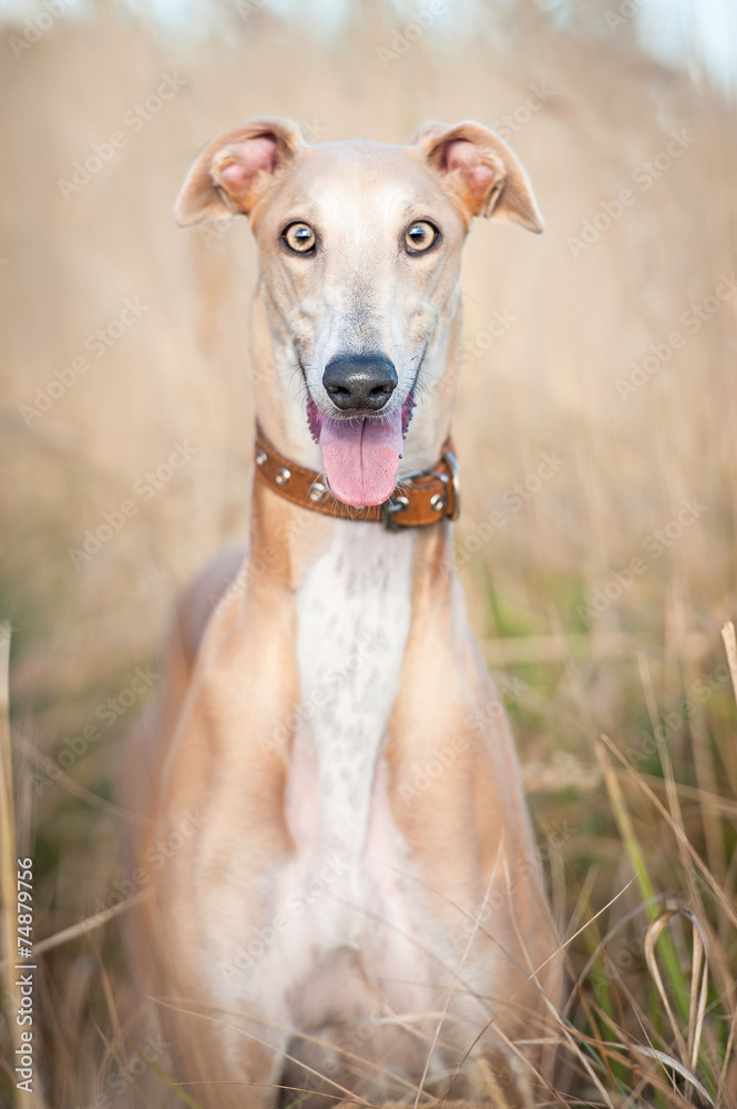 Funny portrait of a dog with big surprised eyes Funny portrait of a dog with big surprised eyes