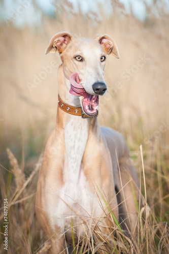 Portrait of funny greyhound with tongue out