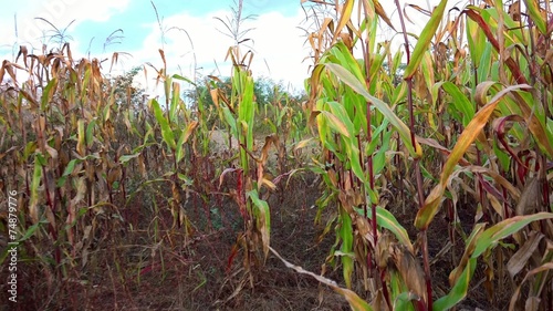 Steady walk along path between rows of fresh green maize, corn or mealie plants growing in an agricultural field. Sony 4K steadycam shoot photo