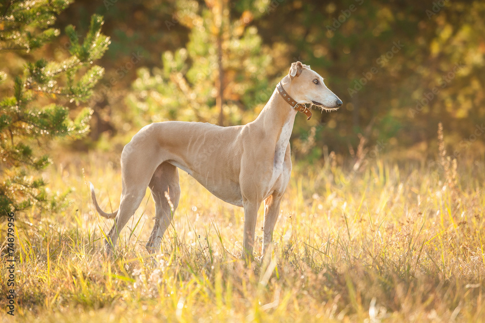 Greyhound standing in autumn