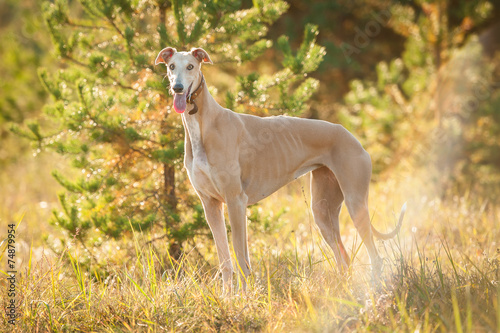 Greyhound standing in autumn