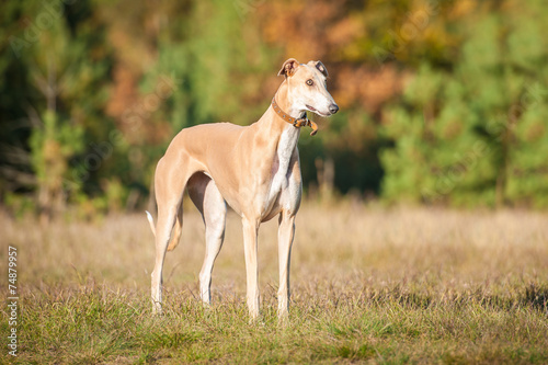 Papier peint Greyhound standing in autumn
