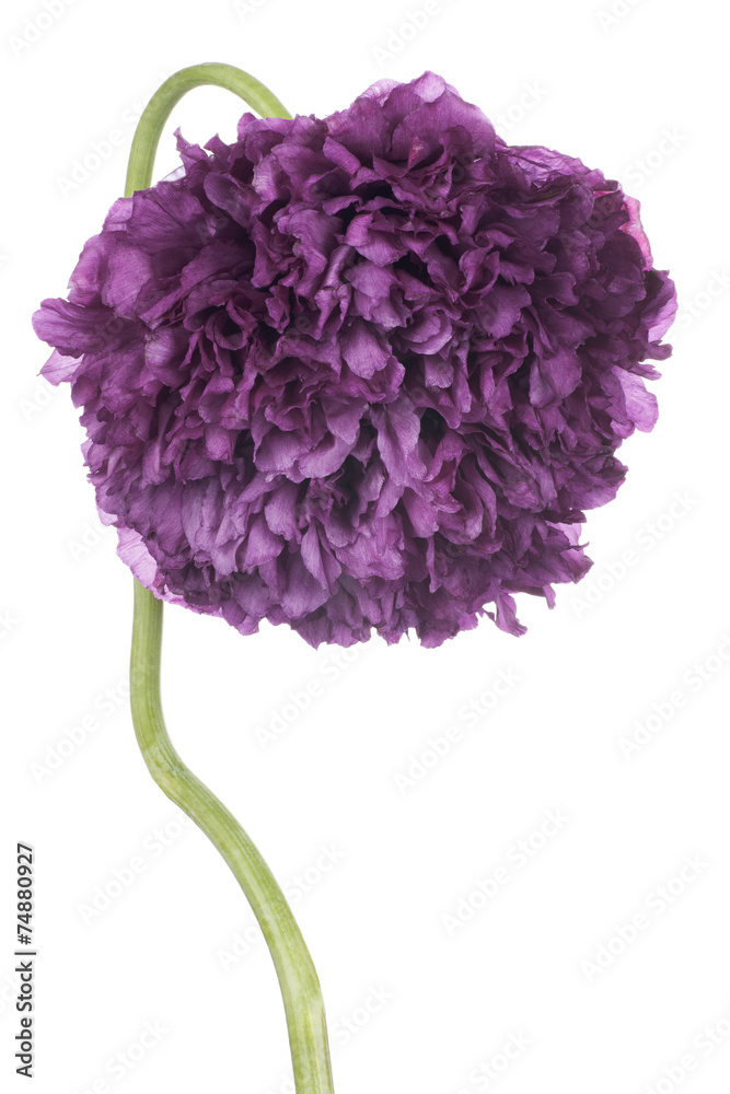 Fototapeta premium poppy