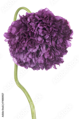 Fototapeta Naklejka Na Ścianę i Meble -  poppy