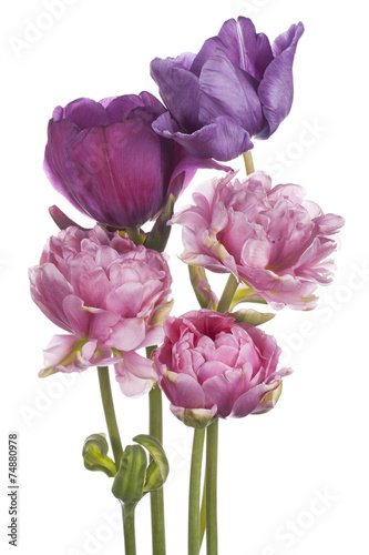 Fototapeta Naklejka Na Ścianę i Meble -  tulip