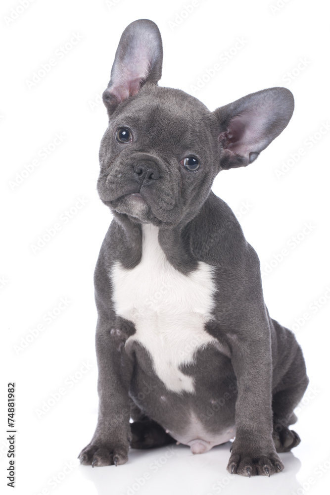 Niedliche französische Bulldogge , Welpe Stock Photo | Adobe Stock