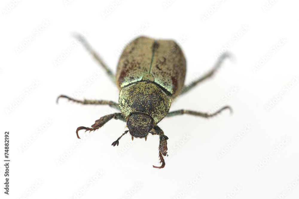 Blatthornkaefer, Scarabaeoidea, Hoplia, argentea, Blatthornkaefer, Scarabaeoidea, Hoplia, argentea,