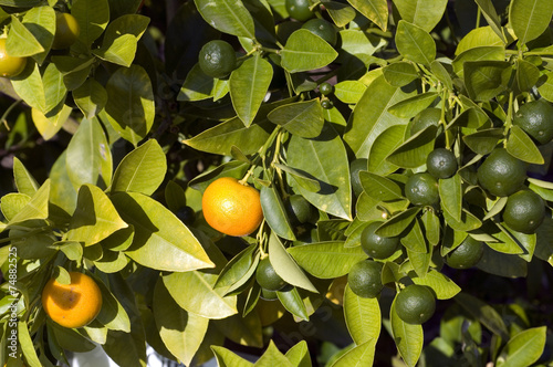 Orangenbaum, Orange, Citrus, sinensis, Zitrus
