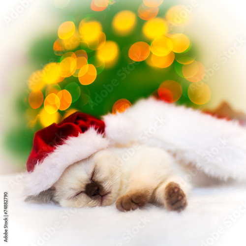 Little kitten wearing santa hat sleeping against Christmas tree