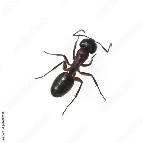 Schwarze Rossameise  Camponotus  herculeanus © Ruckszio