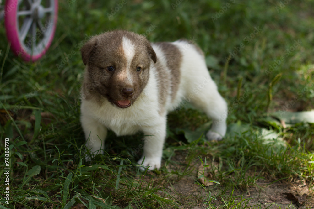 Small puppy walking in garden Small puppy walking in garden