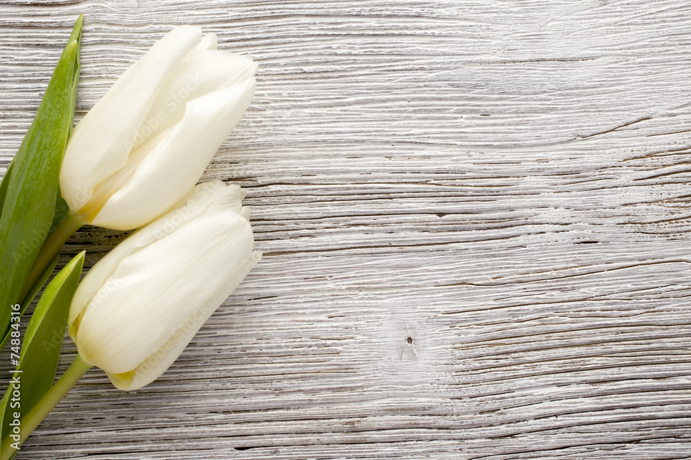 Tulip. Tulip.