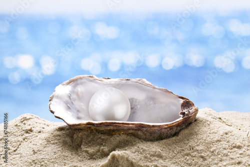 Pearl oyster in the sand.