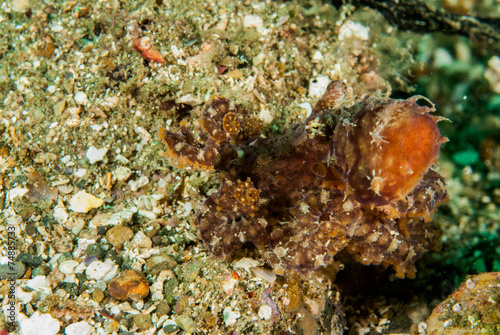 Red octopus in Ambon, Maluku, Indonesia underwater © fenkieandreas