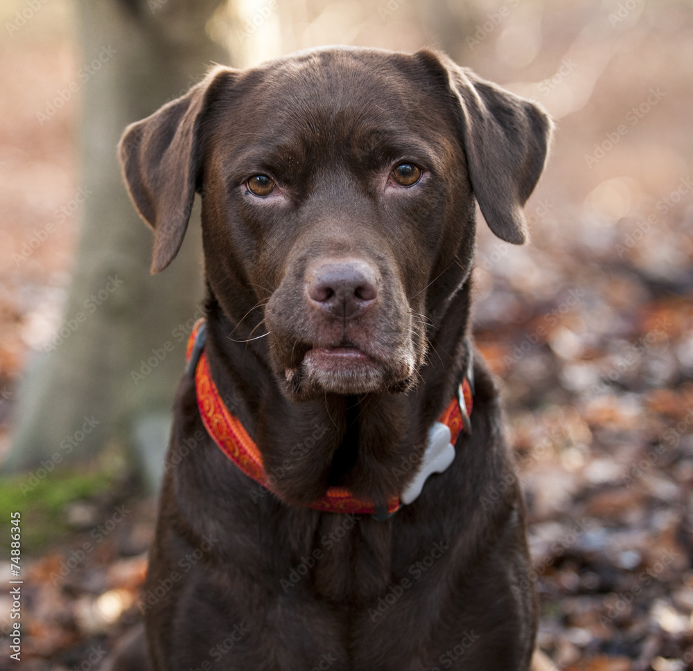 chocolate labrador chocolate labrador