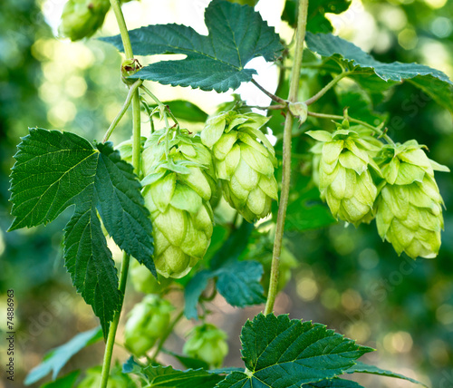 Hop Cones photo