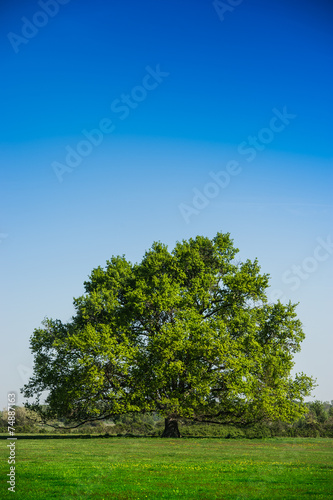 Summer Landscape-Beautiful lonely tree