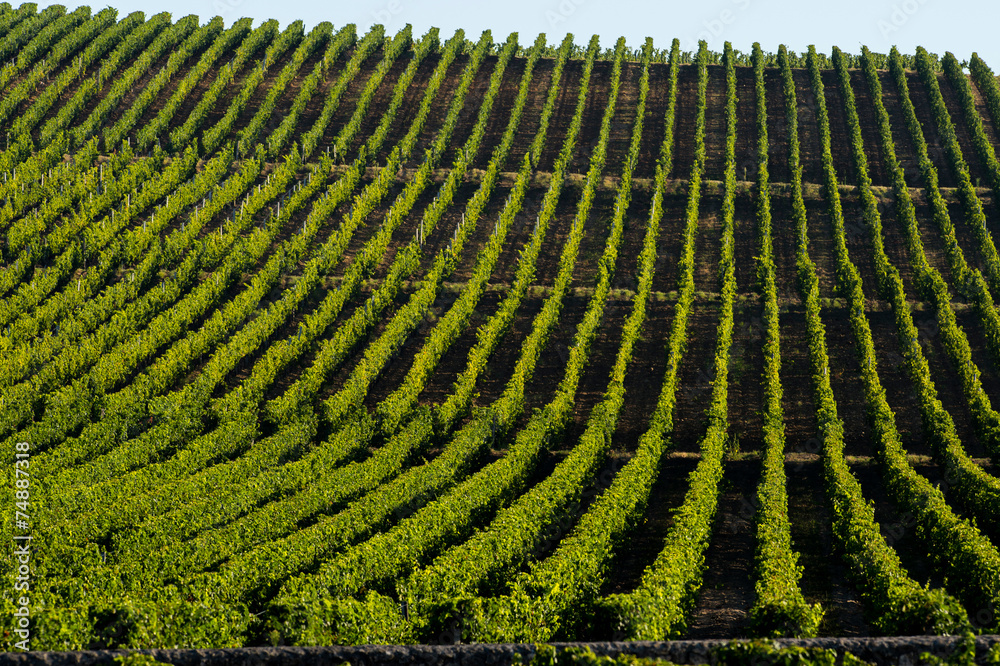 Fototapeta premium Vineyard Sunrise-Vineyards of Saint Emilion, Bordeaux Vineyards
