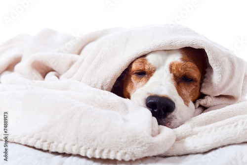 dog under a blanket on white