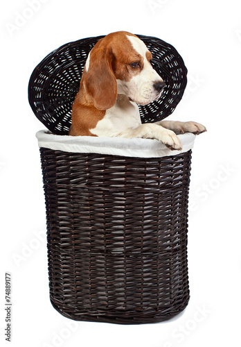beagle in basket