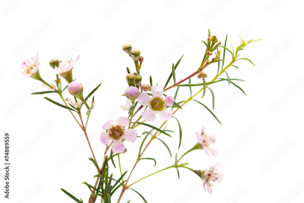 Obraz premium wax flower isolated