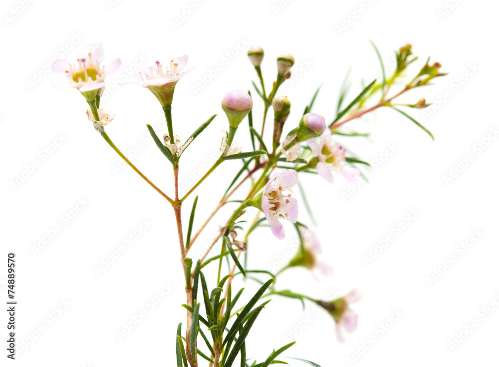 wax flower isolated
