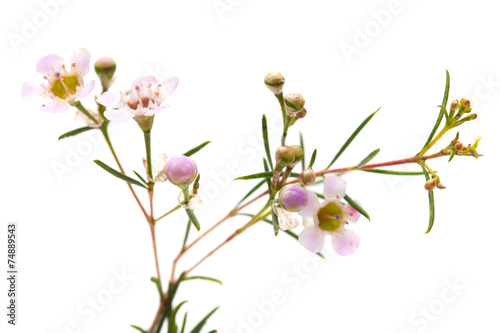 wax flower isolated
