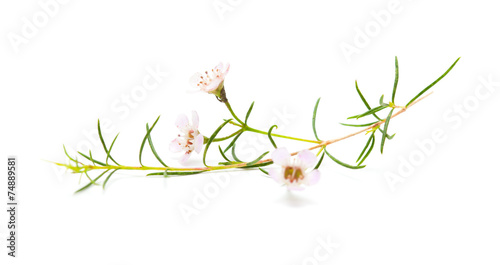 wax flower isolated photo