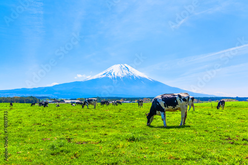 Cattle grazing in Asagirikogen to Mount Fuji views photo