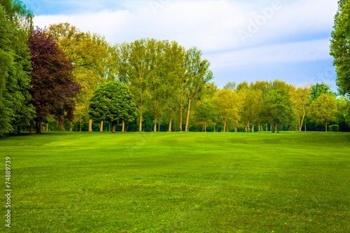 Fototapeta Naklejka Na Ścianę i Meble -  green field.  Beautiful Landscape. grass and forest