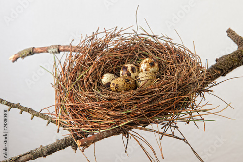 Nest with quail eggs photo