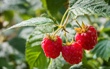 growth raspberries