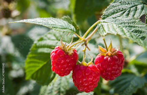 growth raspberries