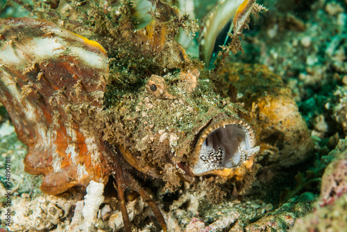 Spiny devilfish scorpionfish in Ambon, Maluku underwater