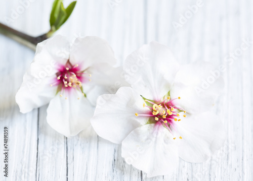 Almond blossoms