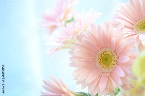 ピンクのガーベラ